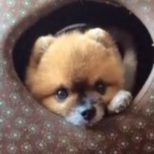 Meet your Posher, Grace